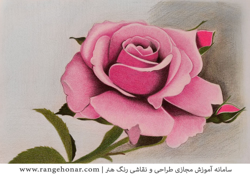 نقاشی گل محمدی