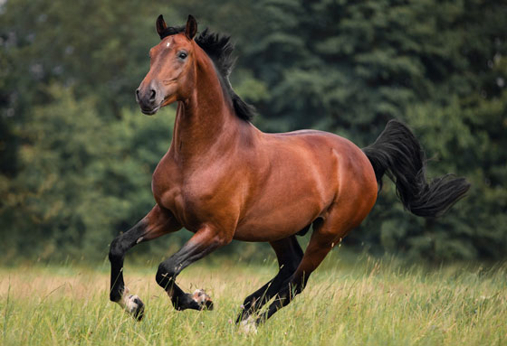 عکس اسب قهوه ای در حال دویدن