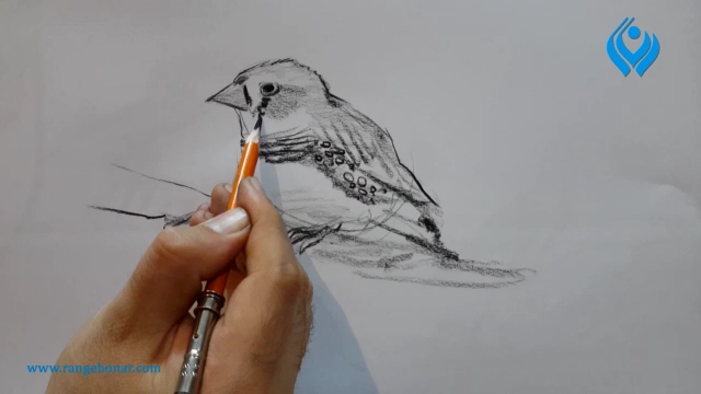 آموزش طراحی از پرنده