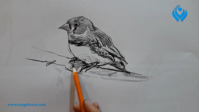 آموزش طراحی پرنده