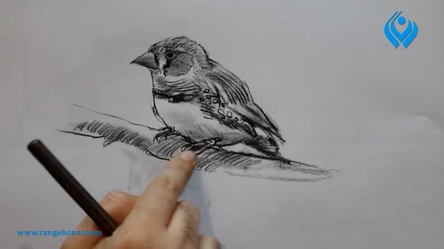 طراحی از پرنده