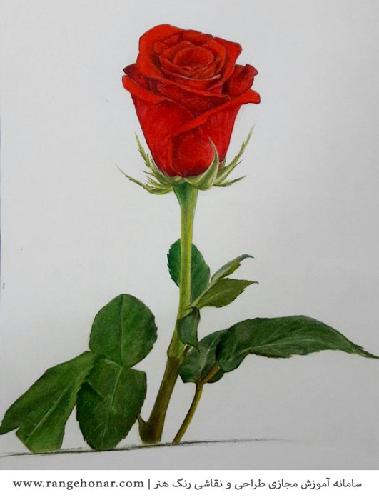 نقاشی گل رز با مداد رنگی