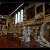 سالن و مجسمه های آکادمی فلورانس